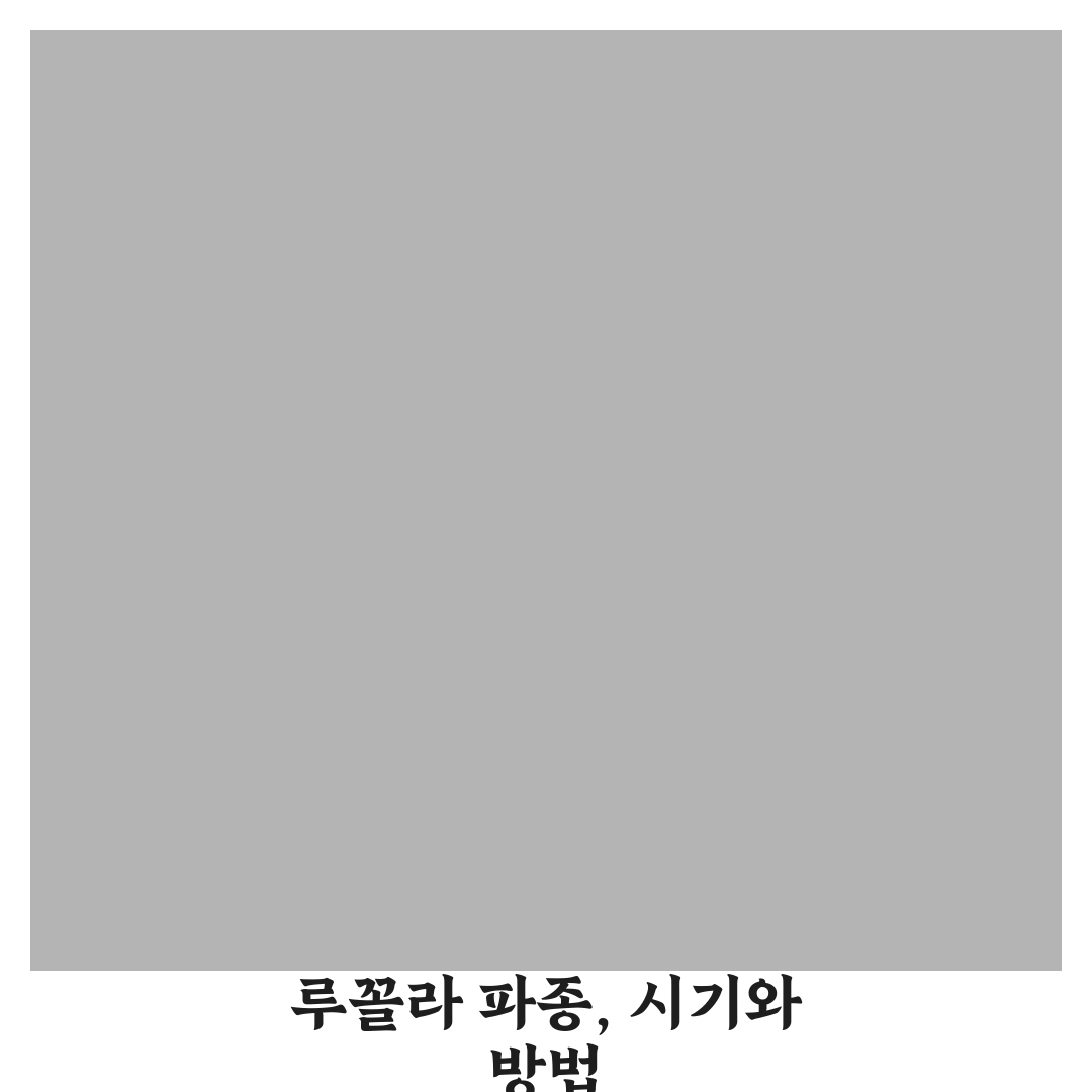 루꼴라 파종시기와 방법 추천 초보자용 꿀팁