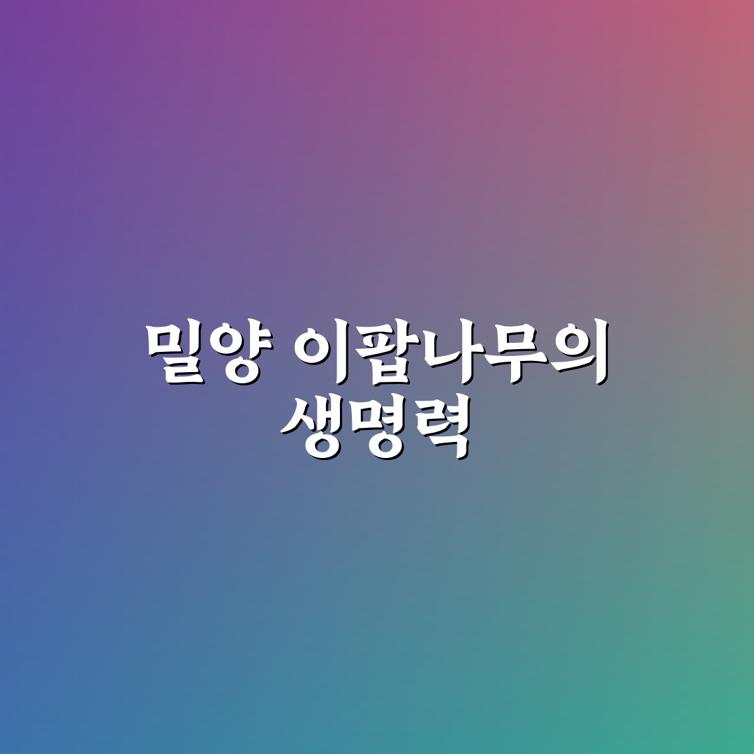 밀양 이팝나무 군락지 방문 꿀팁과 산책 코스 정리