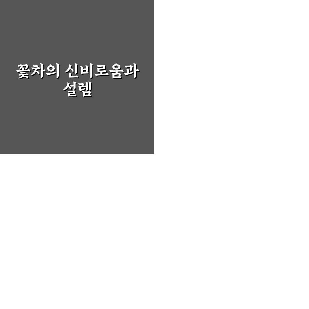 등나무꽃 아카시아 차이 직접 알아보니 느낌이 달랐어요