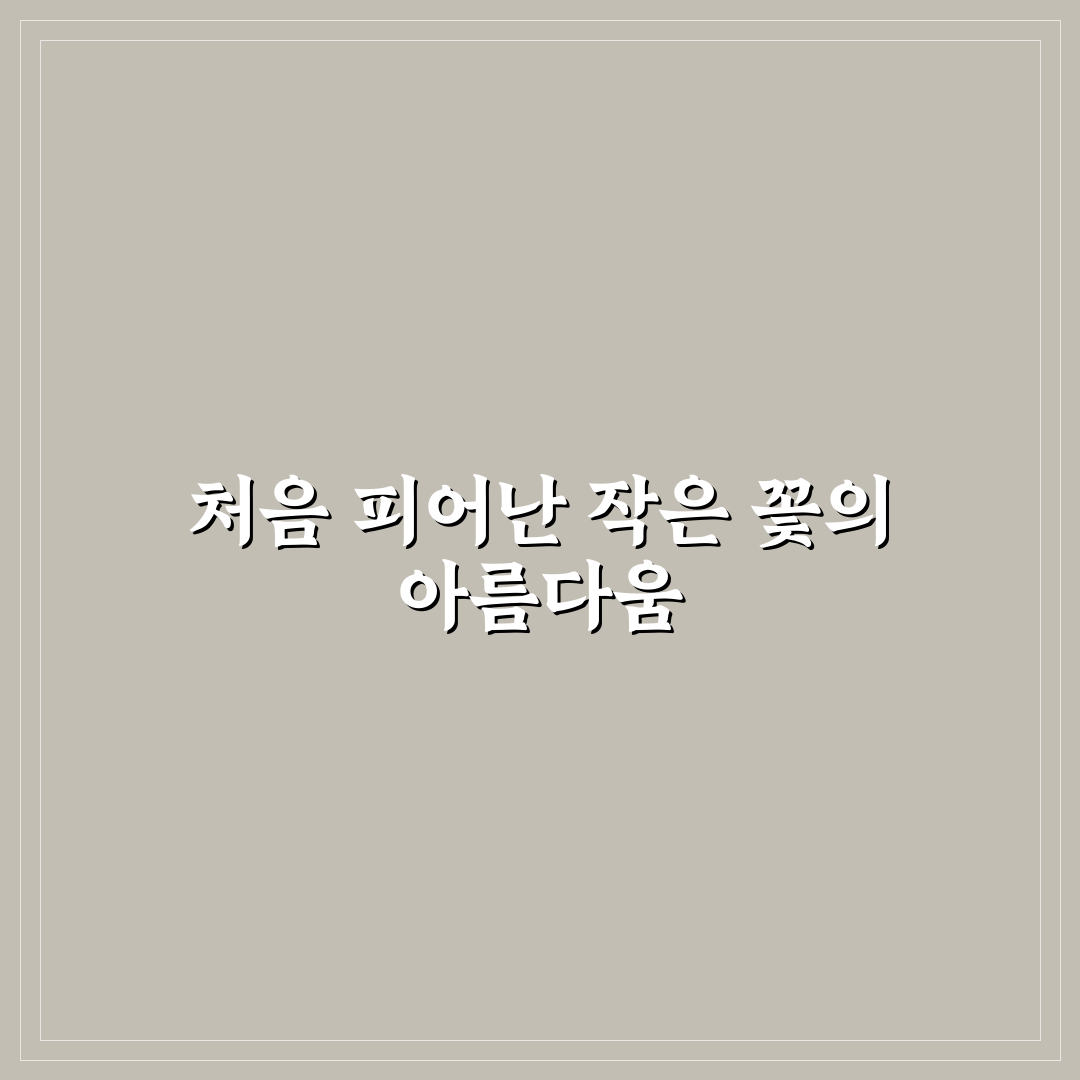 패랭이꽃 모종 직접 심어보니 자라는 속도 후기